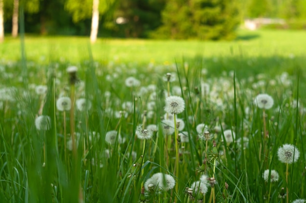 Feld mit weißem, flauschigem Löwenzahn unter hohem Gras. Aufstellen. Sonniger Tag.