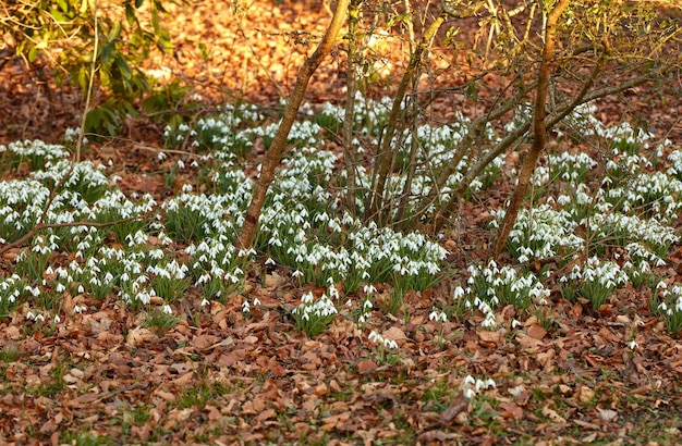 Feld mit weißen Blumen, die im Frühling in einem Parkwald oder Hinterhof draußen für Landschaftshintergrund wachsen Zarte Schneeglöckchen blühen auf einer ruhigen, friedlichen und leeren Wiese mit braunen Blättern in der Natur