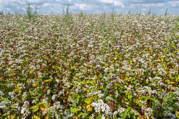 Feld mit weißen Buchweizenblüten