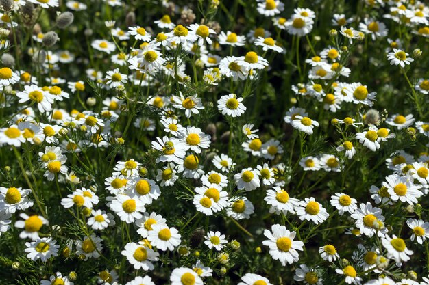 Foto feld mit weißen gänseblümchen