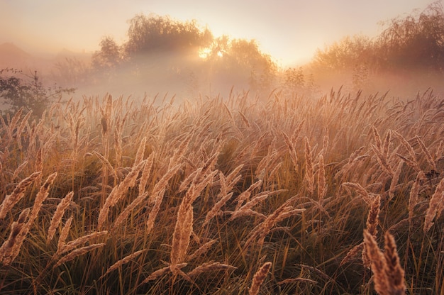 Feld mit Weizen bei Sonnenaufgang