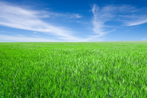 Feld mit Weizen gegen den blauen Himmel