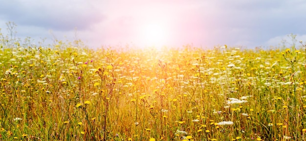 Feld mit Wildblumen und Kräutern im Sonnenlicht bei Sonnenaufgang