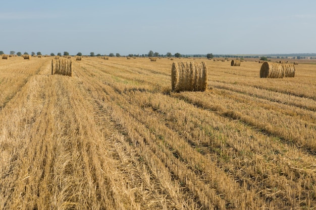 Feld nach der Ernte am Morgen Große Heuballen auf einem Weizenfeld