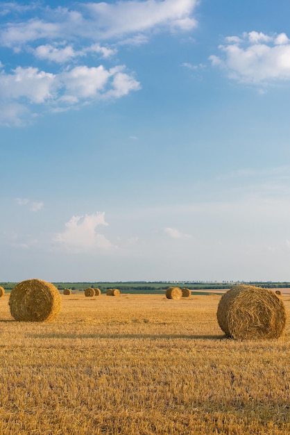 Feld nach der Ernte Große runde Strohballen