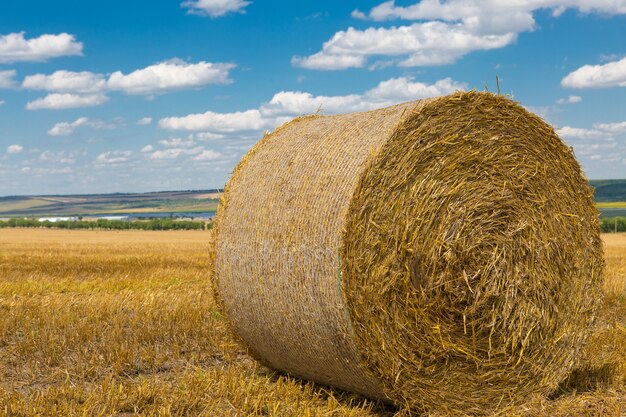 Feld nach der Ernte mit großen Rundballen Stroh