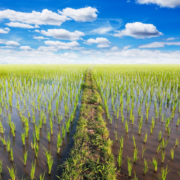 Feld Paddy-Reis mit blauem Himmel der weißen Wolken