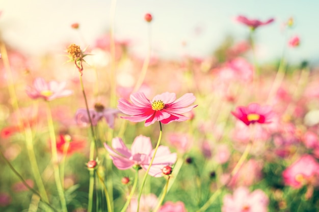 Feld rosa Kosmos Blume mit Vintage getönten.