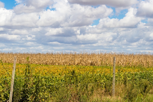 Feld überzogen mit den Sojabohnen und Mais bereit zu ernten