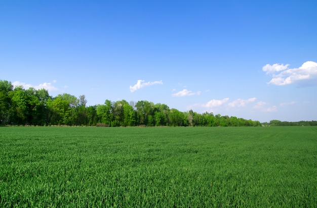 Feld und blauer Himmel