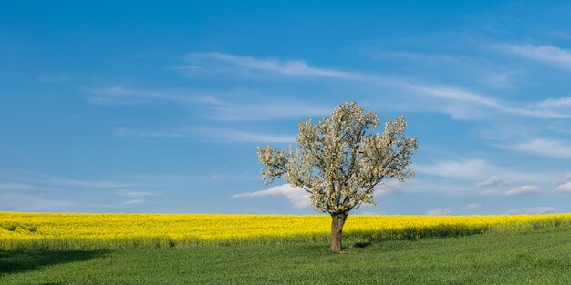 Feld und blühender Baum