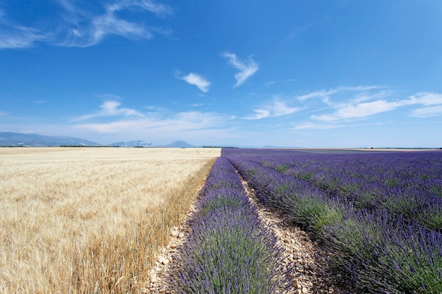 Feld und Himmel