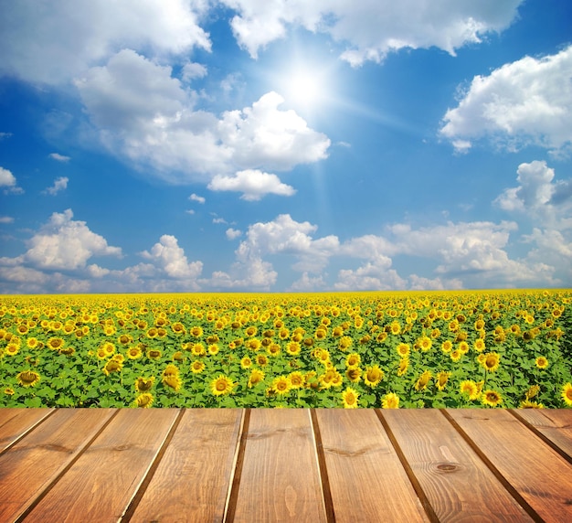 Feld unter blauem Himmel Holzbohlenboden