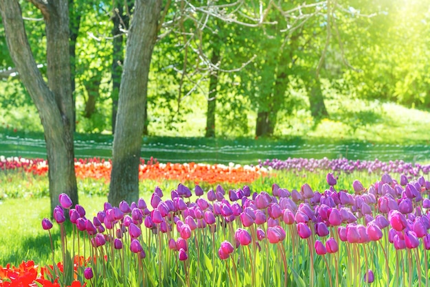 Feld vieler lila Tulpen im grünen Park