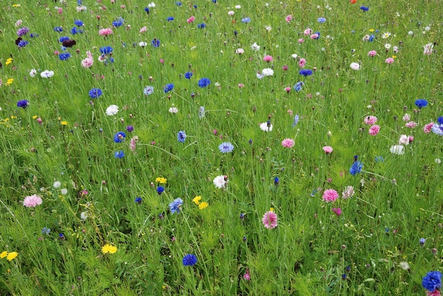 Feld voller Blumen