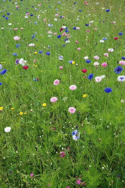 Feld voller Blumen