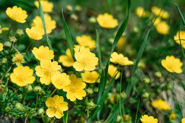 Feld voller gelb verschwommener Blumen