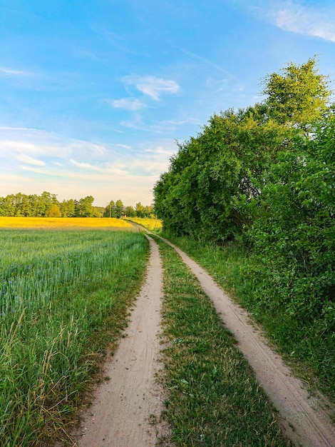 Feld von Bäumen gegen den Himmel