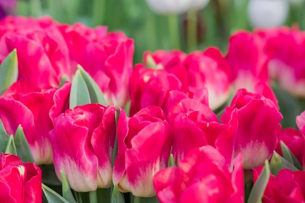 Feld von blühenden bunten Tulpen, Frühlingsblumen im Garten