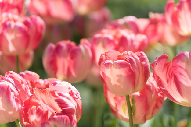 Feld von blühenden rosa Tulpen. Blumen Hintergrund. Sommergartenlandschaft. Weicher Fokus