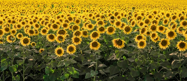 Feld von blühenden Sonnenblumen auf einem Hintergrundsonnenuntergang