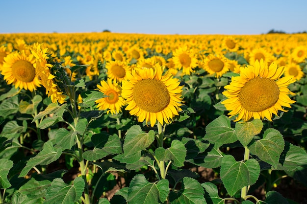 Feld von blühenden Sonnenblumen auf einem Hintergrundsonnenuntergang