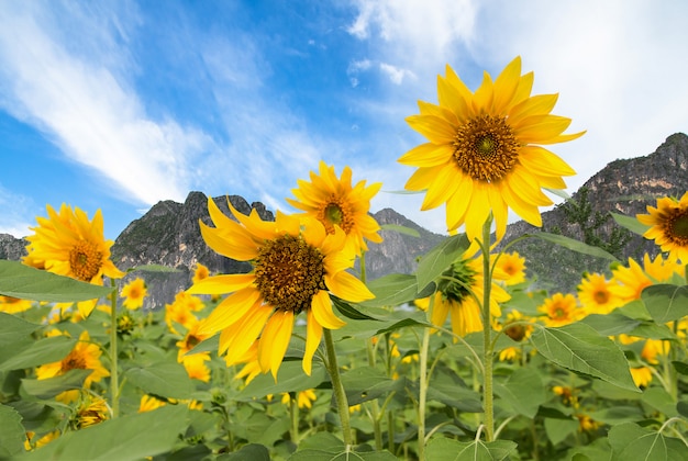 Feld von blühenden Sonnenblumen auf Hintergrund des blauen Himmels