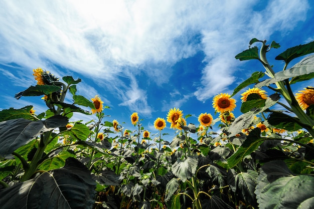 Feld von blühenden Sonnenblumen