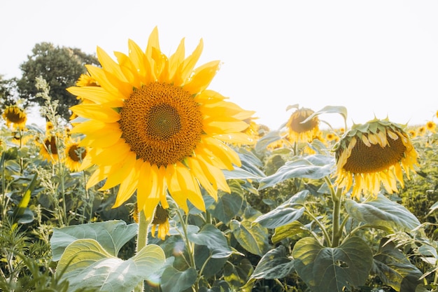 Feld von blühenden Sonnenblumen