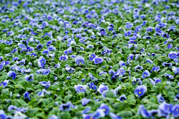 Feld von bunten blauen Veilchen