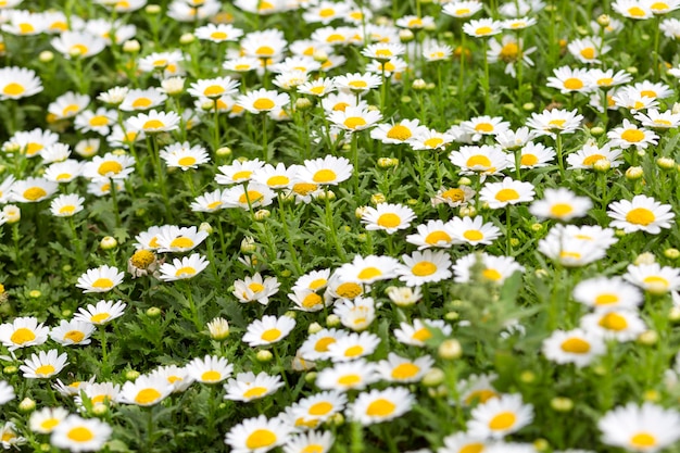 Feld von Gänseblümchenblumen