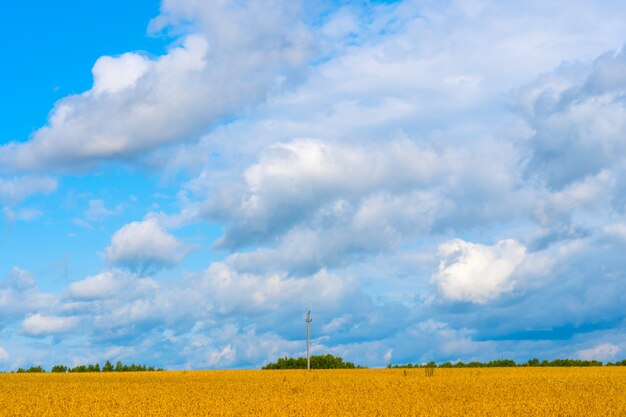 Feld von gelben reifen Kornähren unter dem blauen Himmel unter weißen Wolken.