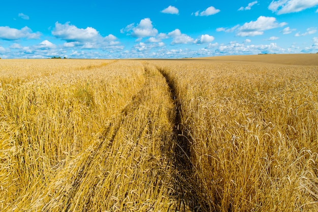 Feld von gelben reifen Kornähren unter dem blauen Himmel unter weißen Wolken.