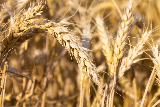 Feld von Gerstenkorn goldene Ohren von Gerste Nahaufnahme Weizen Das Konzept der landwirtschaftlichen Produktion