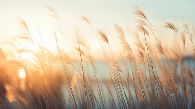 Foto feld von gräsern im sommer sonnenuntergang im stil der weichen und verträumten atmosphäre