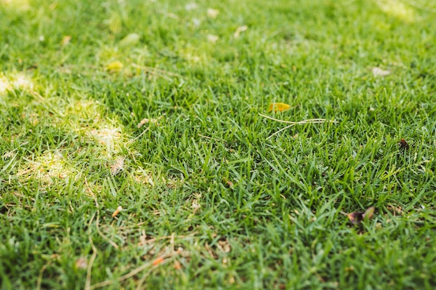 Foto feld von grünem gras