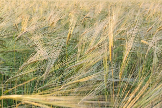 Feld von grünem Weizen