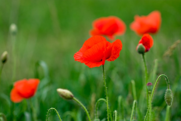 Feld von leuchtend roten Mohnblumen im Sommer.