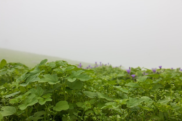 Feld von lila Blumen und grünen Blattpflanzen mit bewölktem und unscharfem Hintergrund