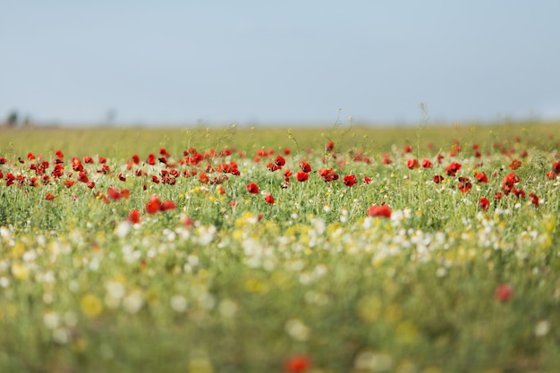 Feld von Mohnblume blüht papaver Rhoeas im Frühjahr