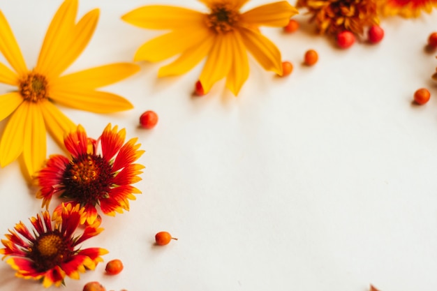 Feld von orange, gelben und roten Herbstblumen und von Ebereschenbeeren auf einem weißen Hintergrund