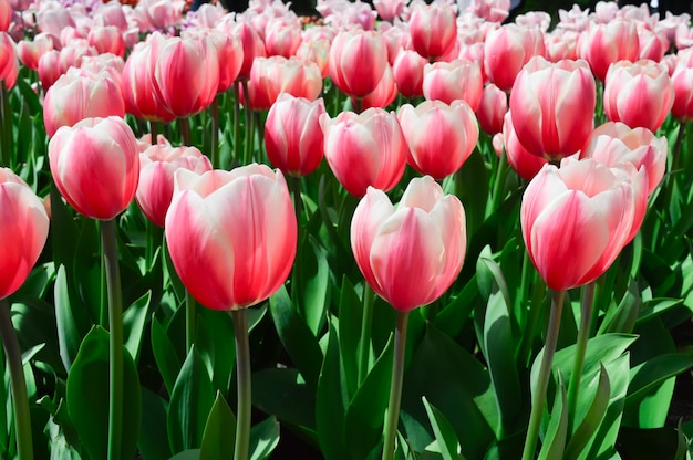 Feld von schönen rosa Tulpen. Frühlingshintergrundpostkarte