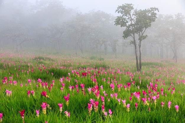 Feld von Siam-Tulpen