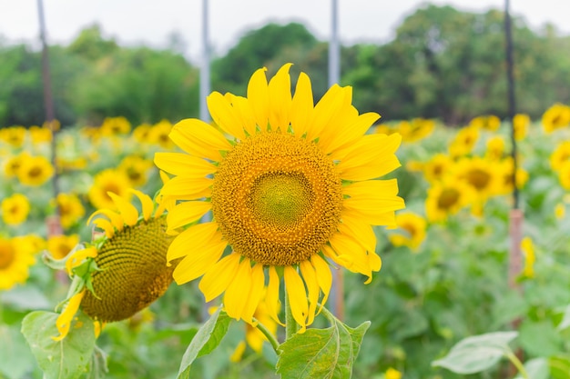 Feld von Sonnenblumen im Januar, Sonnenblumenbauernhof