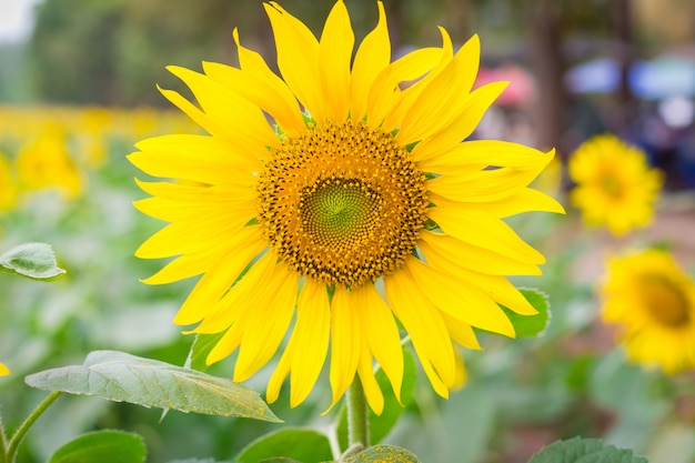 Feld von Sonnenblumen im Januar, Sonnenblumenbauernhof