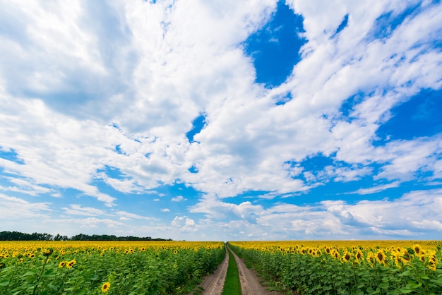 Feld von Sonnenblumen mit der Straße. blauer Himmel.