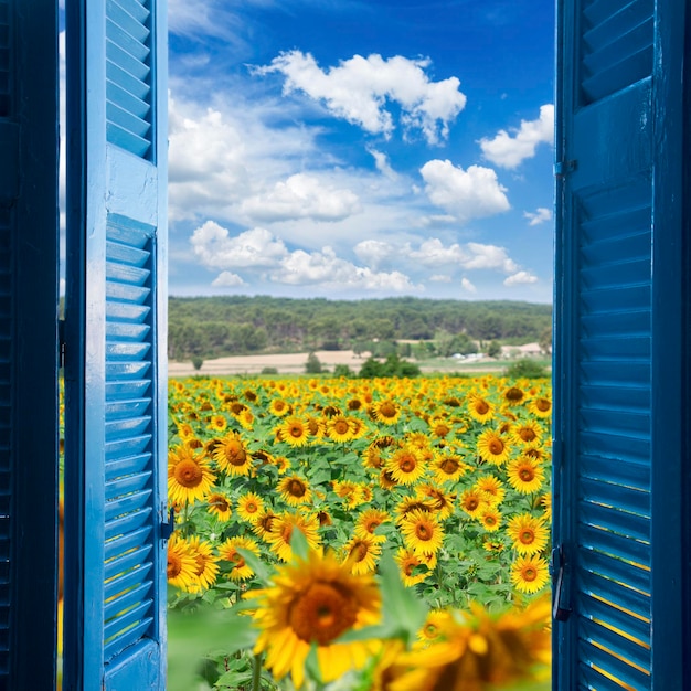 Feld von Sonnenblumen