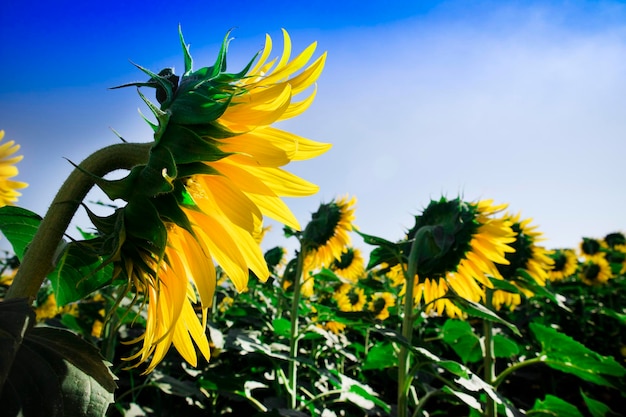 Foto feld von sonnenblumen