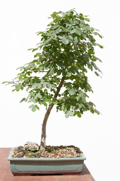 Feldahorn Acer Campestre Bonsai auf einem Holztisch und weißem Hintergrund