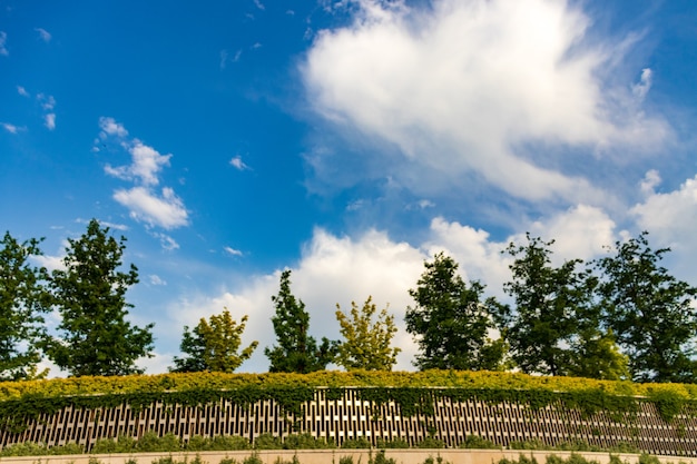 Feldbäume und blauer Himmel